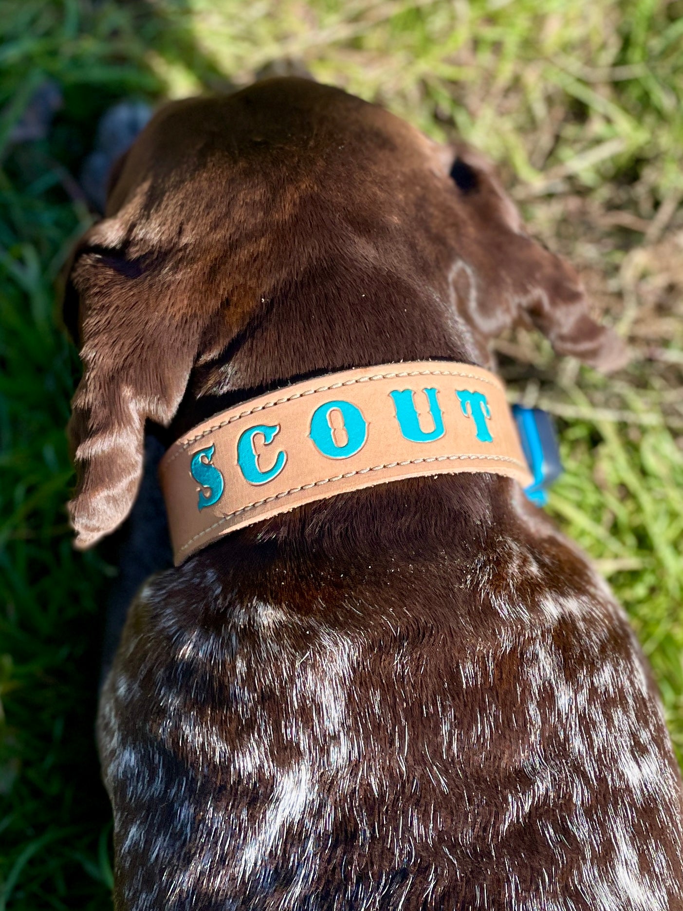 Signature Tapered Dog Collar